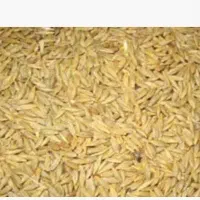 جو کردی،جو دیم،جو تمیز و کیسه گیر شده