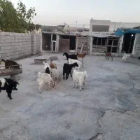 فروش کهره سیرجانی کمر پر