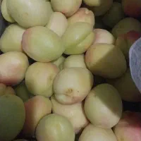 زردالو نوری شاهرودی