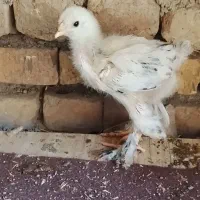جوجه برهما