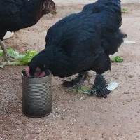 مرغ برهما7ماهه سیاه وسفیددوتا