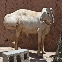 بره چینی اصیل