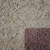 فروش جو ابی خوراک دام بذری