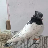 کبوتر کله دم سبز.  کاشانی.  پلاکی مسافتی.