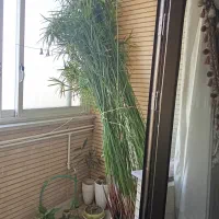 نخل مرداب