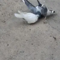 کبوتر باجوجه