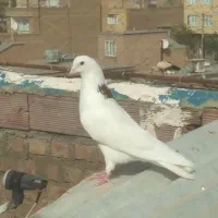 دسته کبوتر فروشی 9 عدد