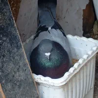 کفتر|پرنده|فاضل آباد, |دیوار