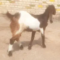 قیمت مناسب  کهنوج سرخ قلعه