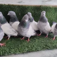 سینه سبز ، ساده ، کاکلی