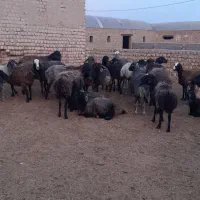 میش پرواری و داشت