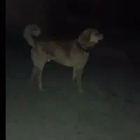 سگ سرابی