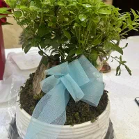 بنسای
