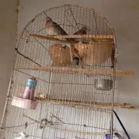 یک جفت شاتوگ بالغ آماده تخم گزاری