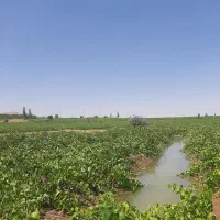 باغ انگور