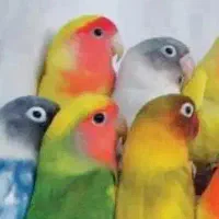 طوطی
