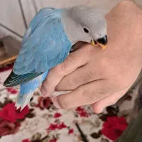 جوجه طوطی برزیلی دستی