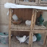 کبوتر