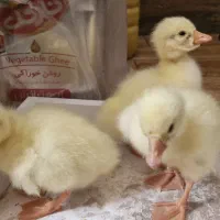جوجه قوغاز لیندا