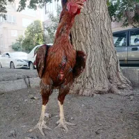 خروس لاری پر مرغی