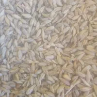 بهار