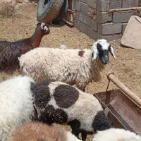 گوسفندابستن