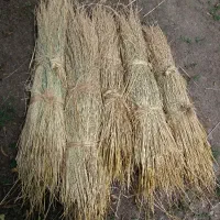 فروش۲۰۰دسته کولش