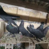 کبوتر پر فیت
