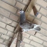 سرور چشم تا ب تا
