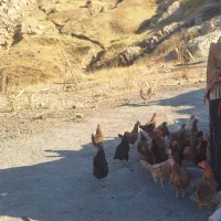 مرغ کوردی خا کَر و خروس