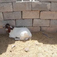 دل سرابی مشکی جوان درجه۱