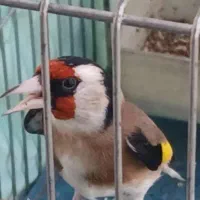 سهره جوجه قفس