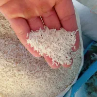 برنج هاشمی برنج عنبربو