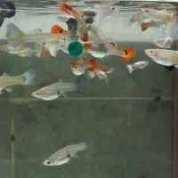 انواع ماهی و وسایل اکوایومی دهگلان