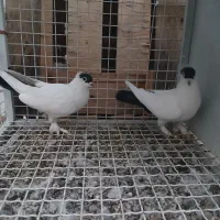 نر و ماده امپراطور سیاه مهر