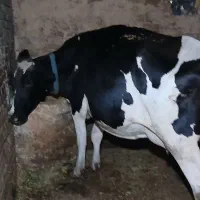 گاو و گوساله