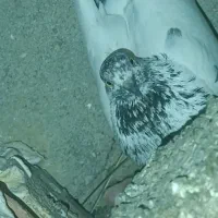 کبوتر تک پر