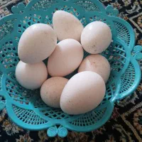 تهم بوقلمون