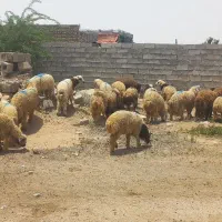 بره قسابی