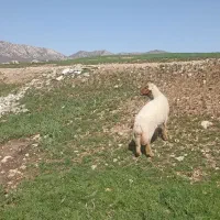 قوچ