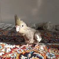 عروس هلندی سرلاکی