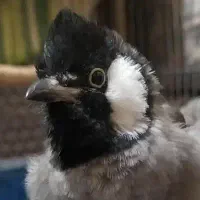 پرنده جوجه قناری