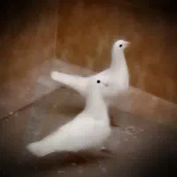 نروماده عتیقه