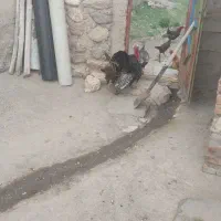 بوقلمون نر