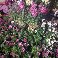 گل شب بو ،بنفشه، رز هلندی ، امین الدوله وسایر