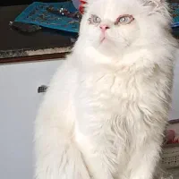 گربه پرشین تربیت شده