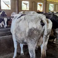 فروش گاو و گوساله