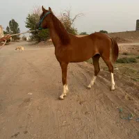 اسب|اسب و تجهیزات اسب‌سواری|اشکذر, |دیوار