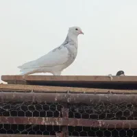 دوعد نر سالم