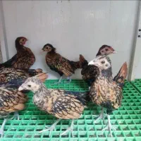 جوجه مرغ سبرایت اصل